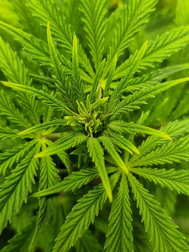 Growreport Bild 21