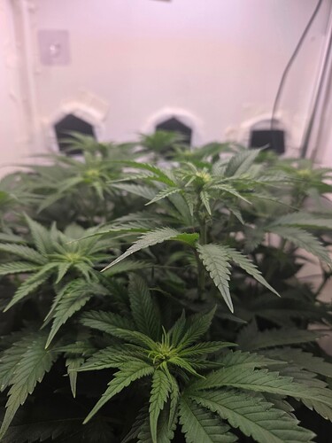 Growreport Bild 7