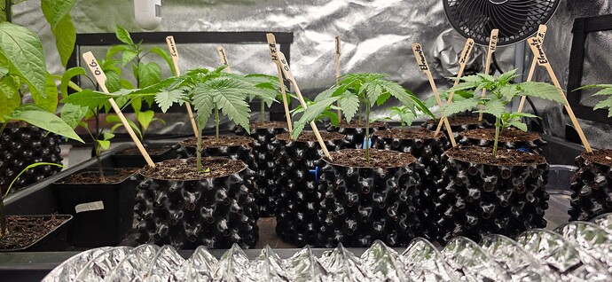 Growreport Bild 17