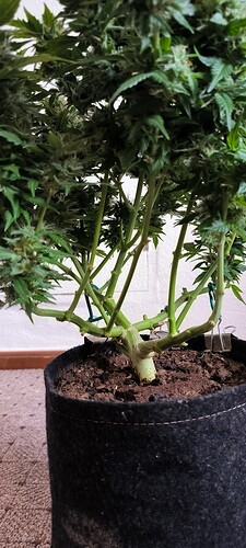 Growreport Bild 13