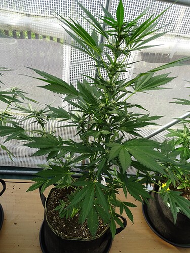Growreport Bild 5