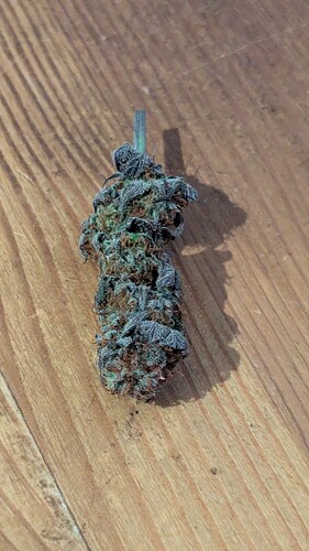 Growreport Bild 2