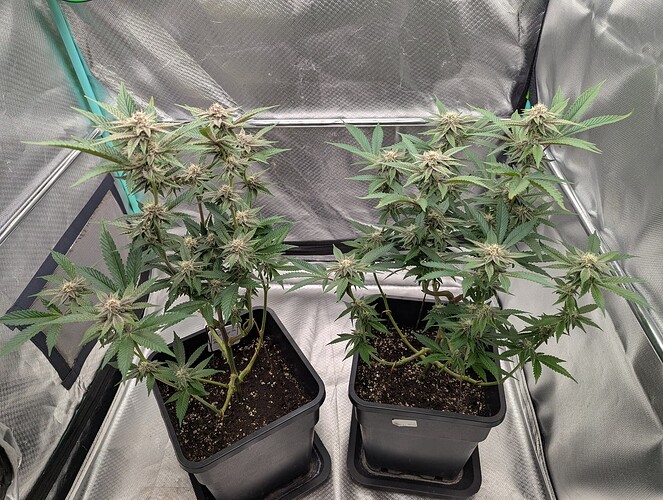 Growreport Bild 5
