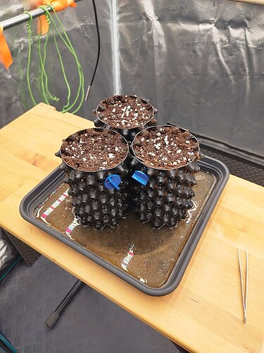 Growreport Bild 2
