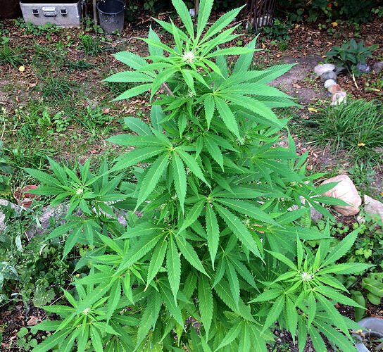 Grow26_0912_18_OMF