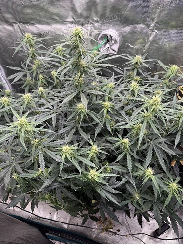 Growreport Bild 20