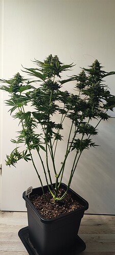 Growreport Bild 16
