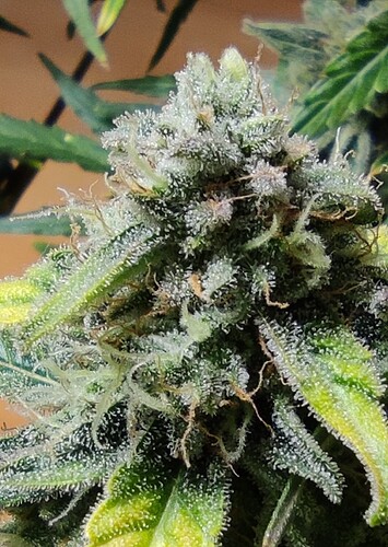 Growreport Bild 25
