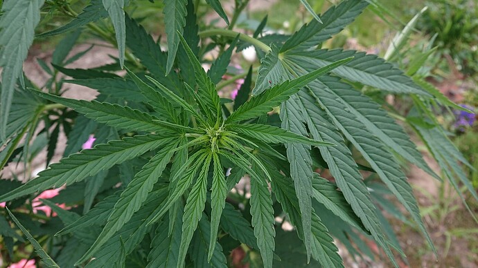 Growreport Bild 86