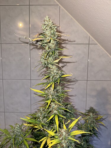 Growreport Bild 38