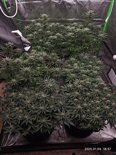 Growreport Bild 17