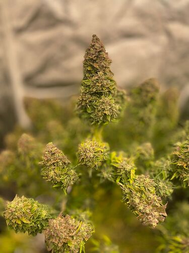 Growreport Bild 9
