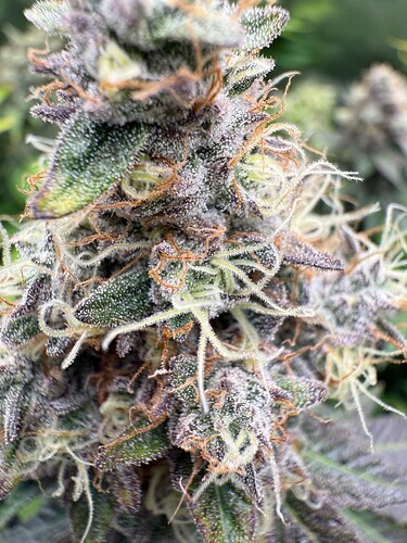 Growreport Bild 8