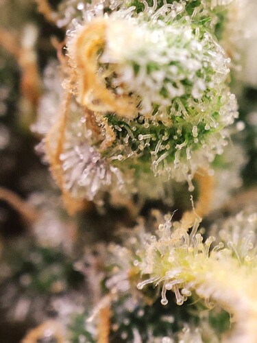 Growreport Bild 40