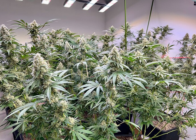 Growreport Bild 9