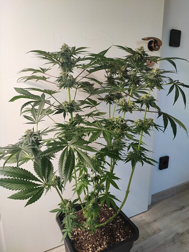 Growreport Bild 25