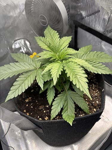 Growreport Bild 1