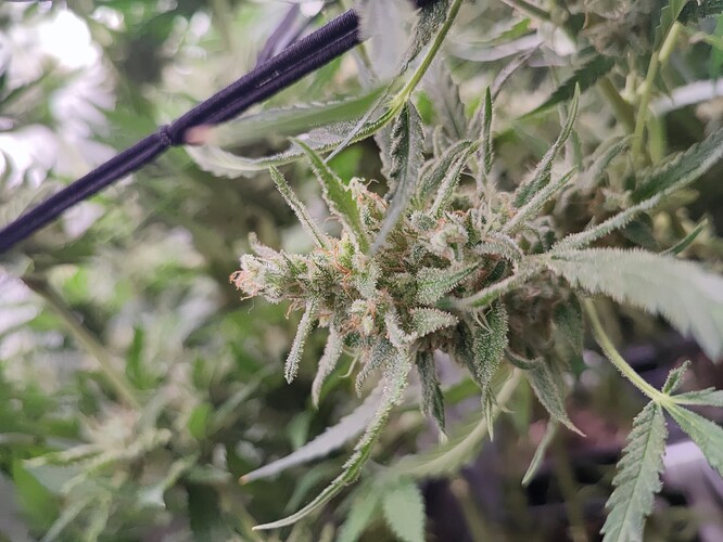 Growreport Bild 1
