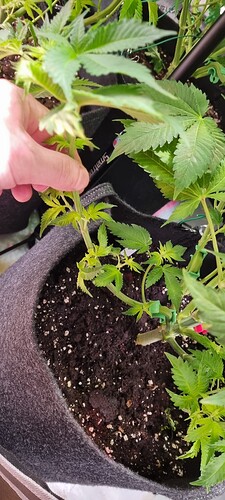 Growreport Bild 3