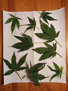 43 Tage_2025-06-08-185708_008_Cind