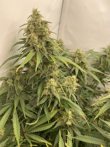 Growreport Bild 12