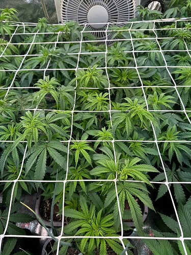 Growreport Bild 25