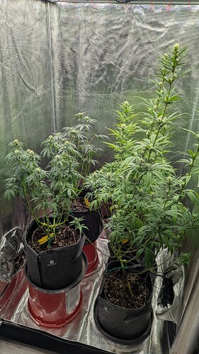 Growreport Bild 17