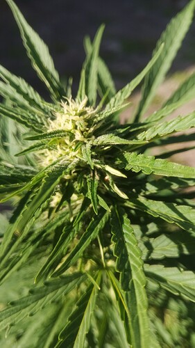 Growreport Bild 23