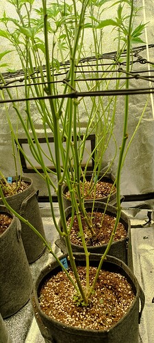 Growreport Bild 2