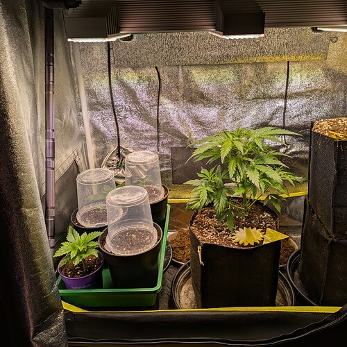 Ein Growzelt mit einer größeren Cannabispflanze rechts und mehreren Sämlingen unter Plastikhauben links.