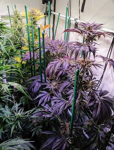 Growreport Bild 2