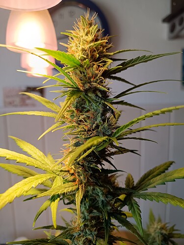 Growreport Bild 5