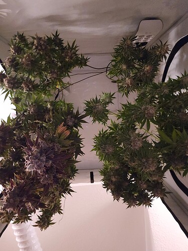 Growreport Bild 3