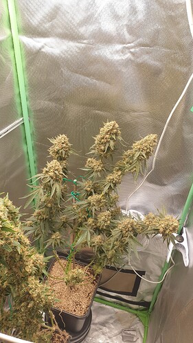 Growreport Bild 2