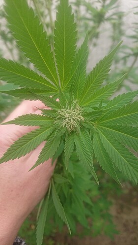 BB2