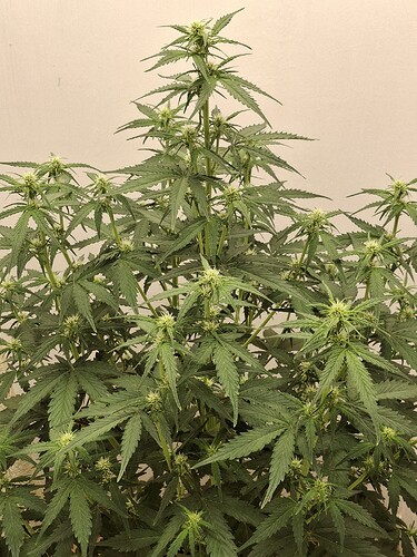 Growreport Bild 99