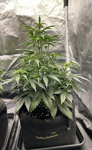 Growreport Bild 3