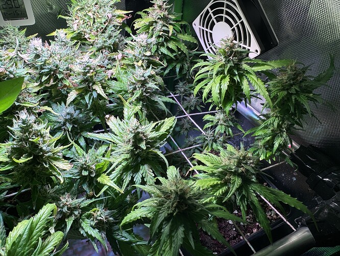 Growreport Bild 3