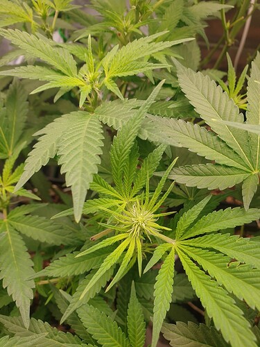 Growreport Bild 2