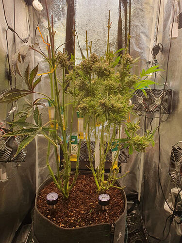 Growreport Bild 17