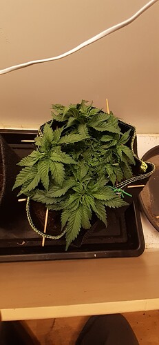 Growreport Bild 24