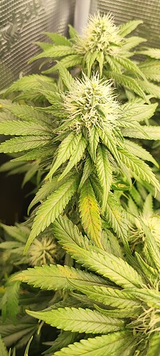 Growreport Bild 4
