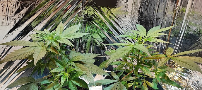 Growreport Bild 9
