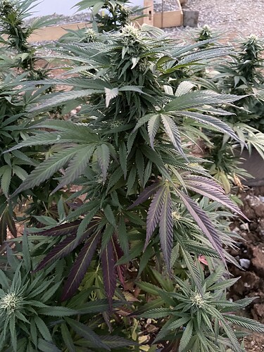 Growreport Bild 1