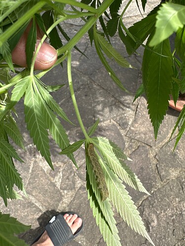 Growreport Bild 7