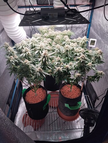 IMG_20250222_204857 - Kopie