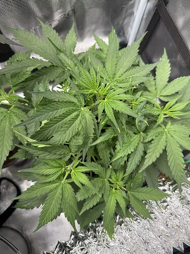 Growreport Bild 33