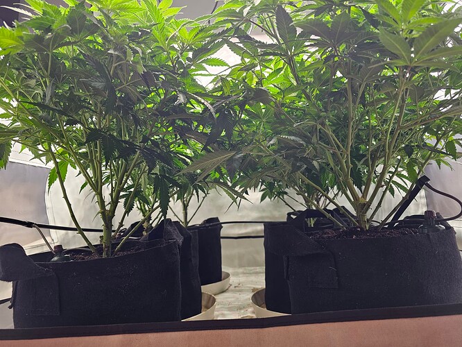 Growreport Bild 2