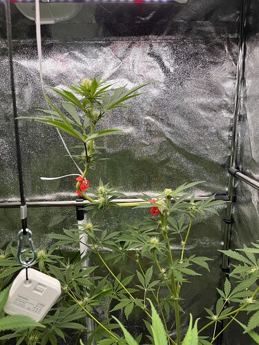 Growreport Bild 1