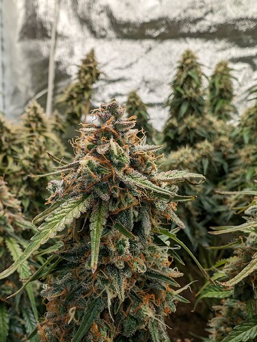 Growreport Bild 11